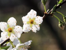 【植物】李花