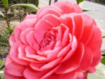 茶花