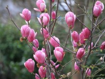 红玉兰（广玉兰）