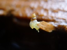 在木头上发现不明生物求鉴定，还有一只2MM的小蜗牛