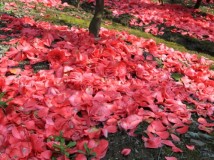 花瓣地毯够热闹