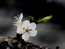 春暖花开