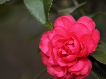 茶花图片（一） 红茶花