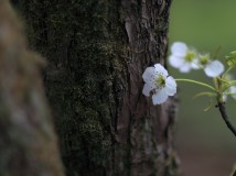 屿后梨花谢了