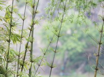 [原创] 几组试镜照[佳能EF 70-200mm f/2.8L IS USM(小白IS)]