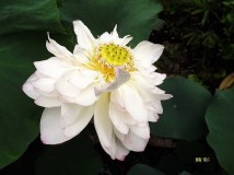 永嘉茗岙梯田印象