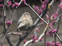 萌。花间。小鸟