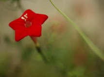微距SONY 50mmF2.8