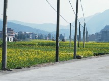 遍地黄花似黄金，花香满空飘